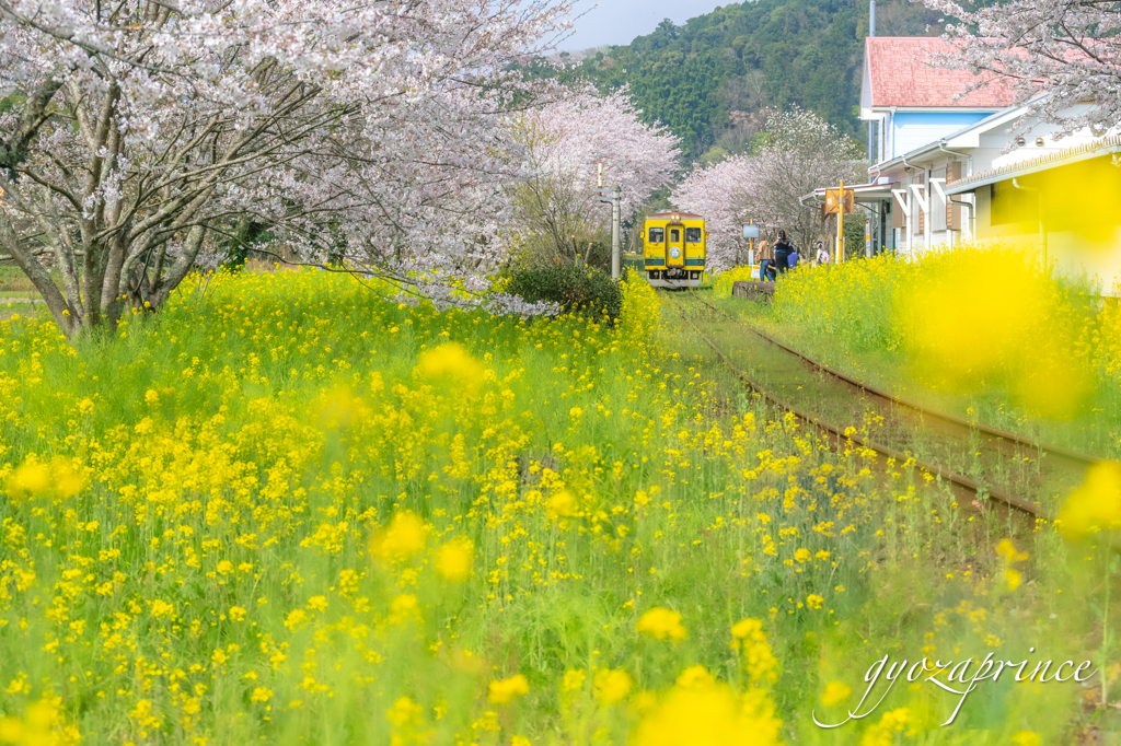 菜の花と桜に囲まれた駅