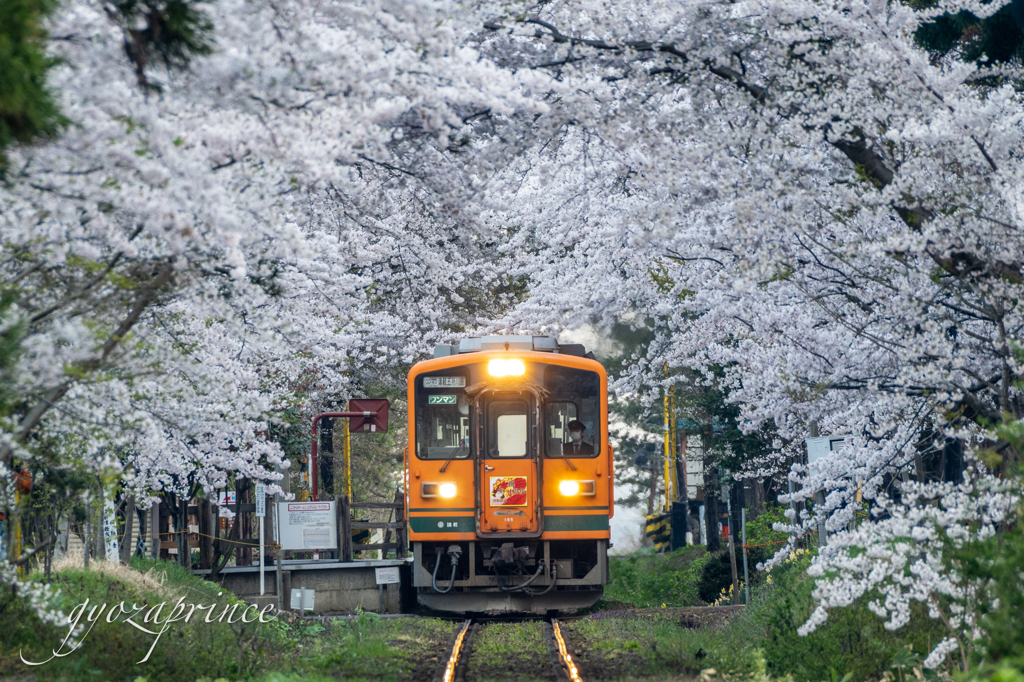 桜アーチ