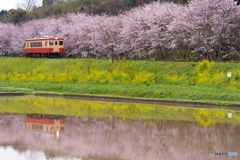 いすみ鉄道 さくらの季節②