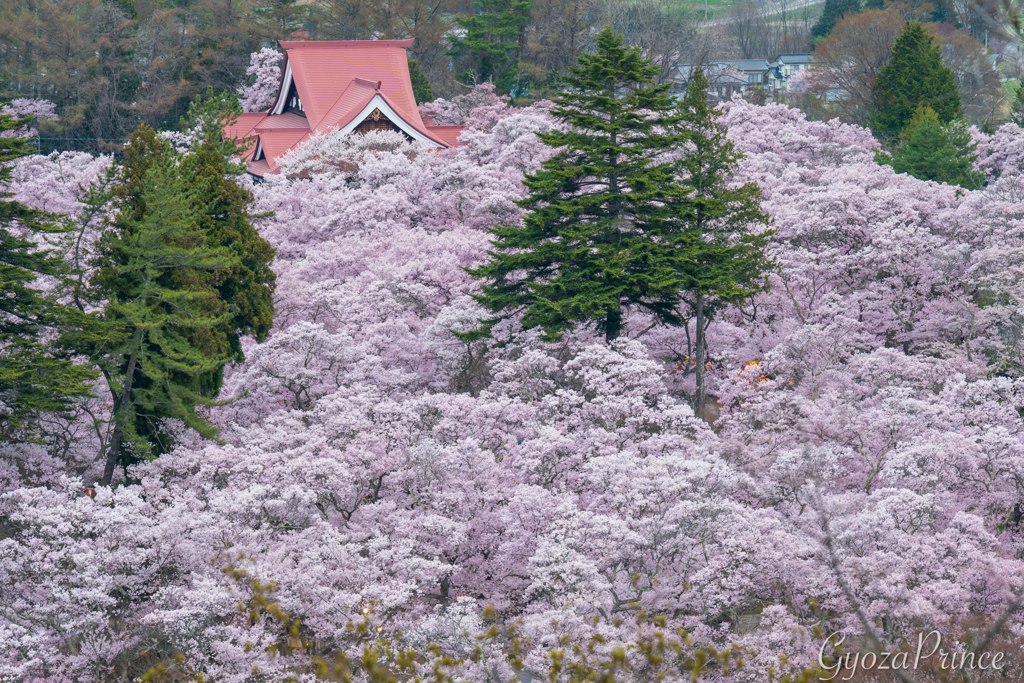 ふかふか桜絨毯