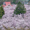 ふかふか桜絨毯