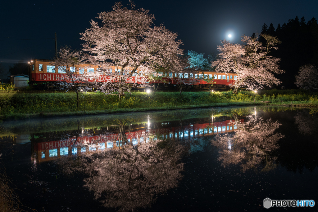 夜桜と月