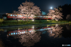 夜桜と月