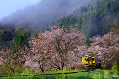 いすみ鉄道 さくらの季節③