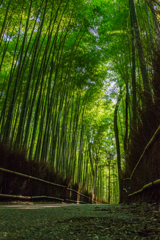 朝の竹林