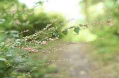 風の通り道