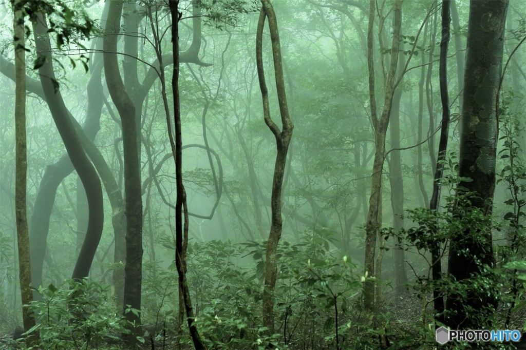 Misty 