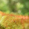 深山幽谷のミクロの世界
