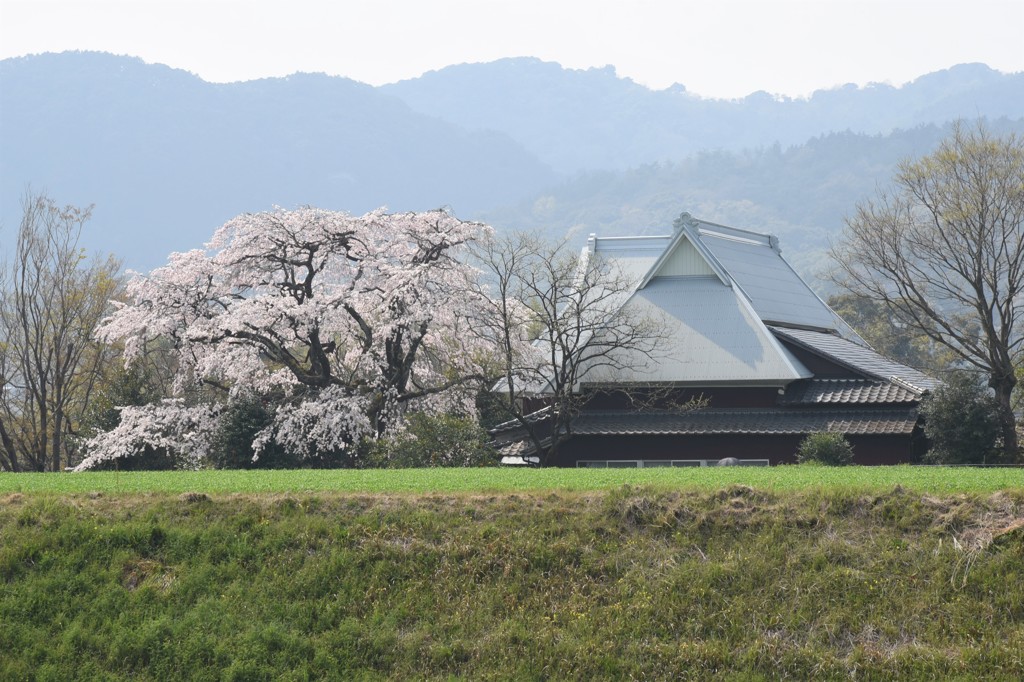 山寺の春