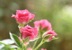 秋の薔薇