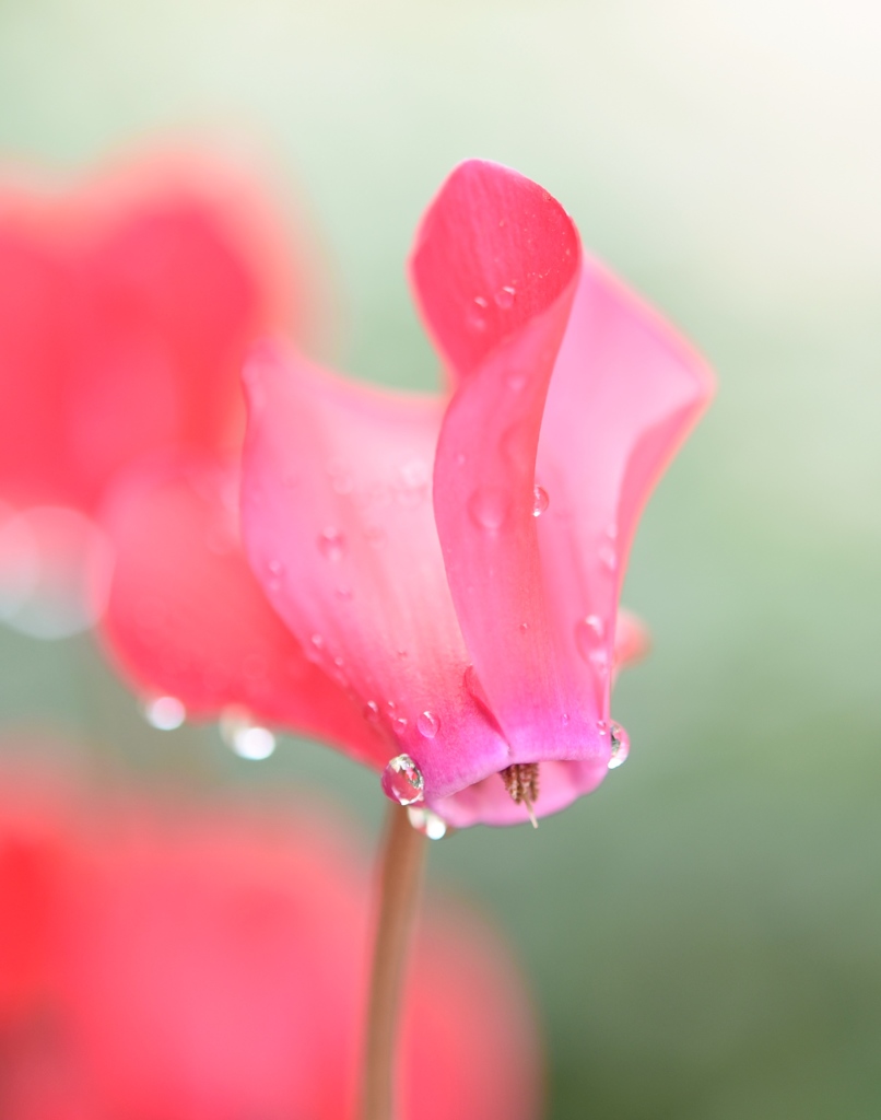 雨上がり