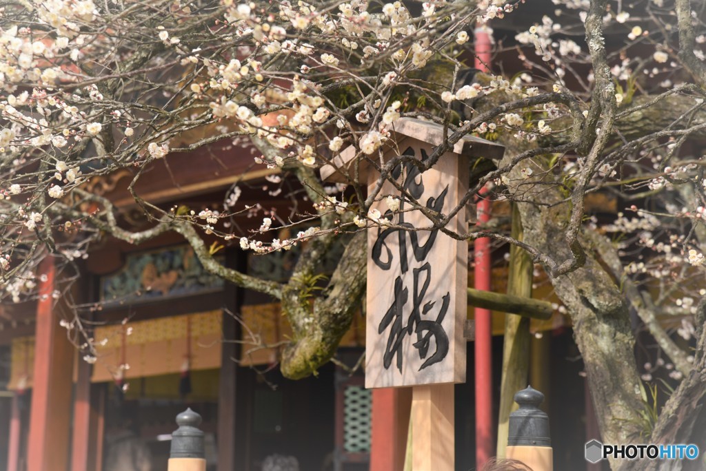 飛梅