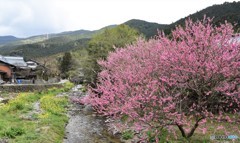 里山の春