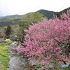 里山の春