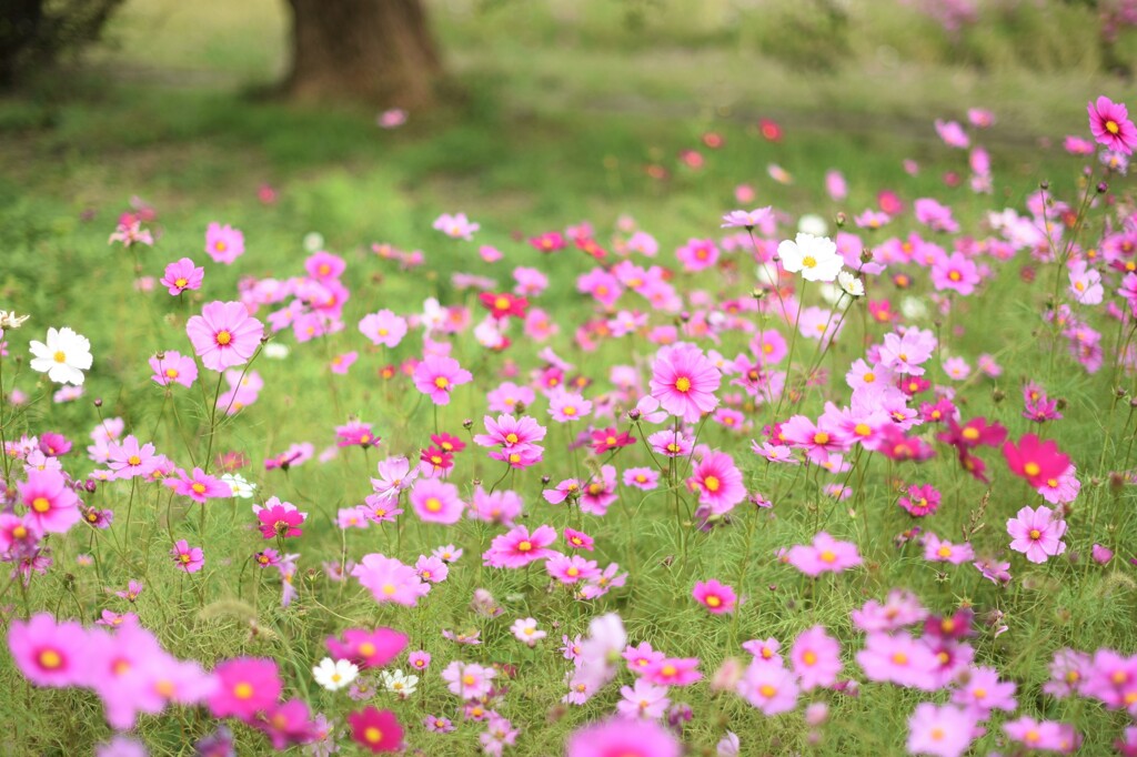 秋桜畑を渡る鐘の音