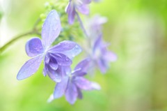 紫陽花たち　その②