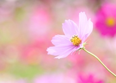 夢見る秋桜