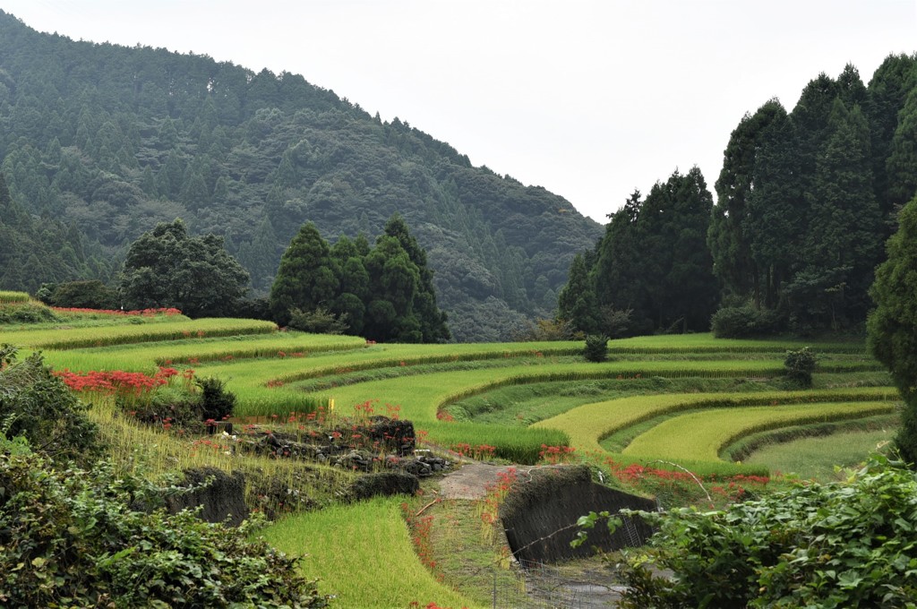 江里山棚田