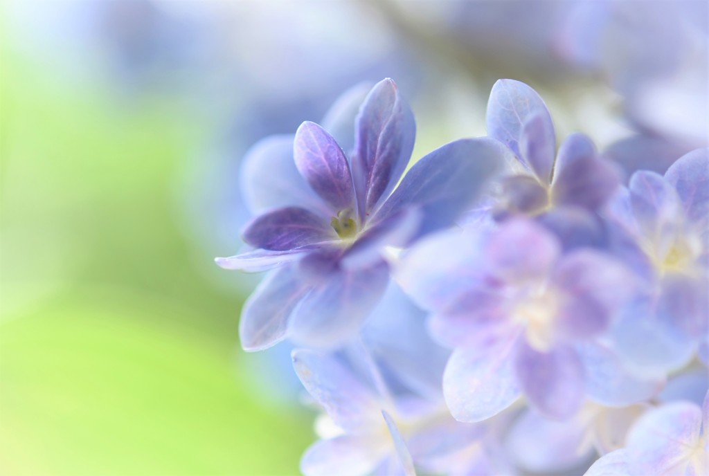 紫陽花たち　その④