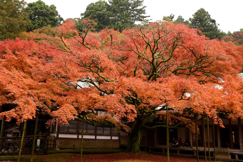 老木の紅葉