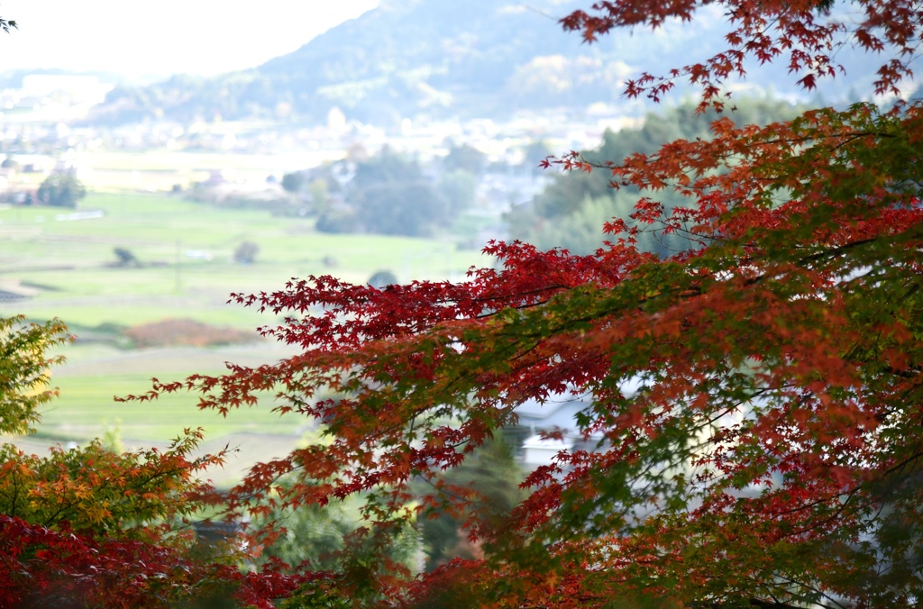 田園を見下ろして