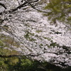 ひさかたの光のどけき春の日に…Ⅲ
