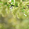 雨粒にきらきら☆彡