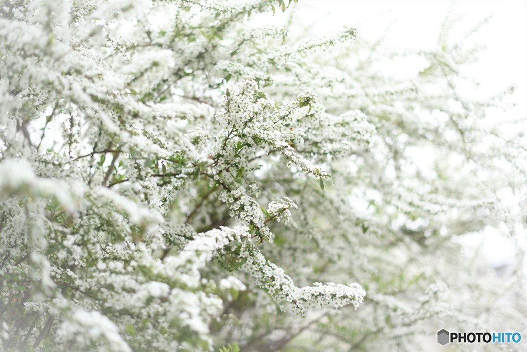 なごり雪