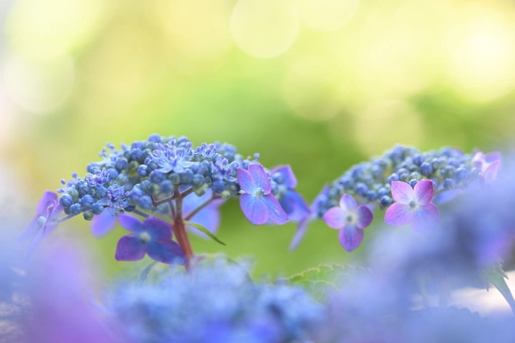 紫陽花たち　その③