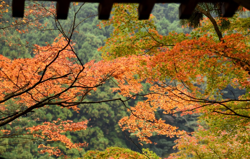 開山堂からの紅葉