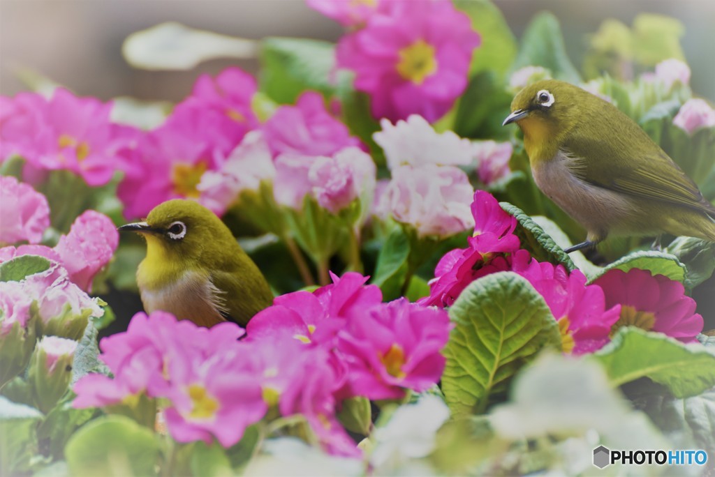 お花畑へようこそ