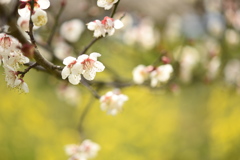 菜の花といっしょに♪　②