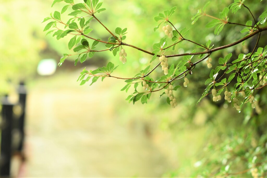 優しい雨　Ⅲ