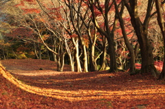 初めて撮った紅葉…①