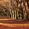 初めて撮った紅葉…①