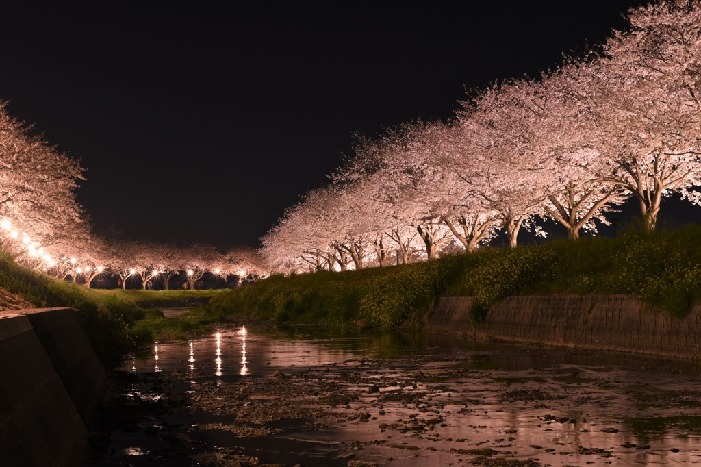 川辺の夜桜❀