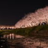 川辺の夜桜❀