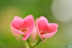 Please be my Valentine！