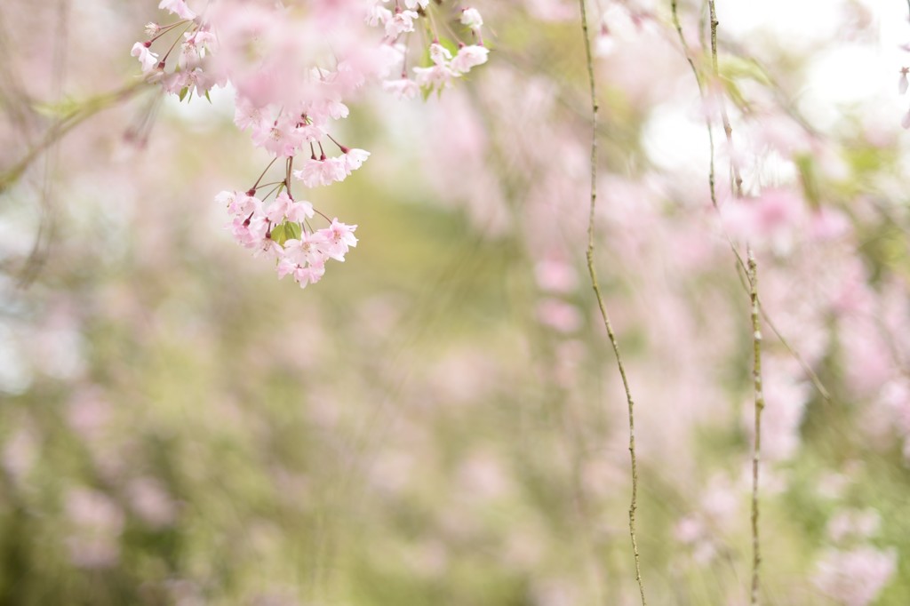 桜の終わりに…