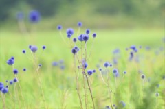 秋風に揺れて