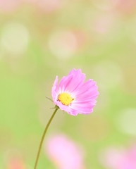 秋桜～風に揺れて