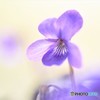 Sweet violet