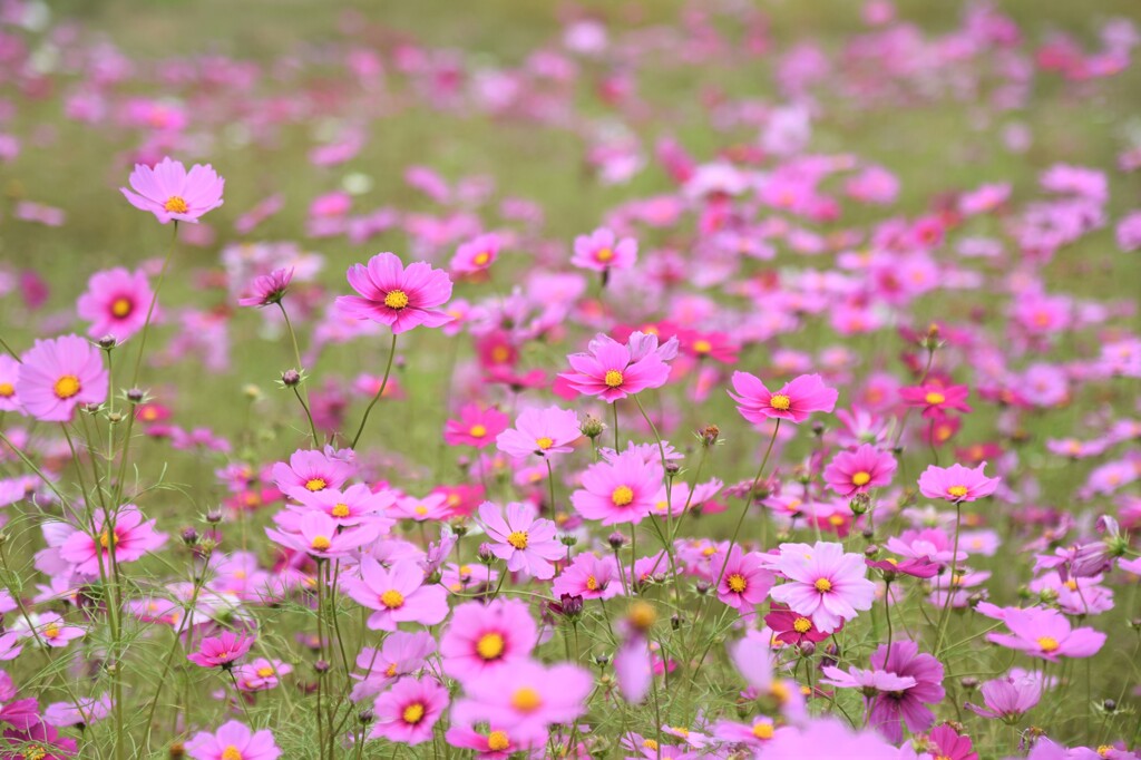 いちめんのこすもす❀