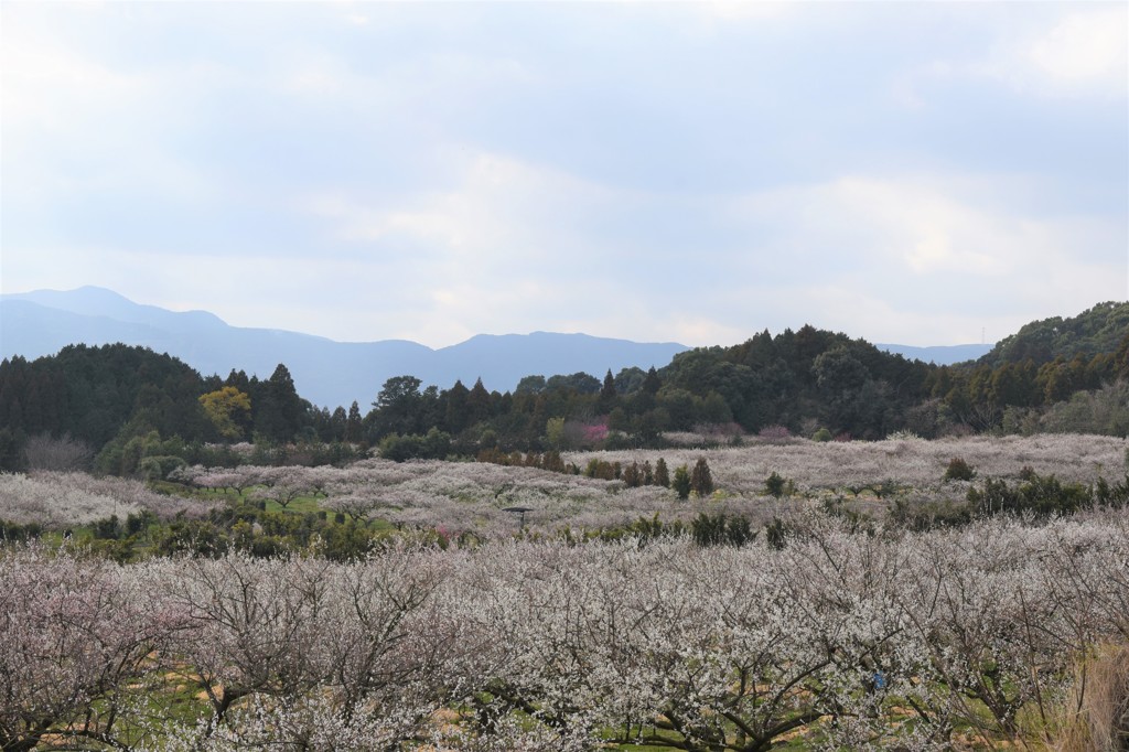 見渡す限り…