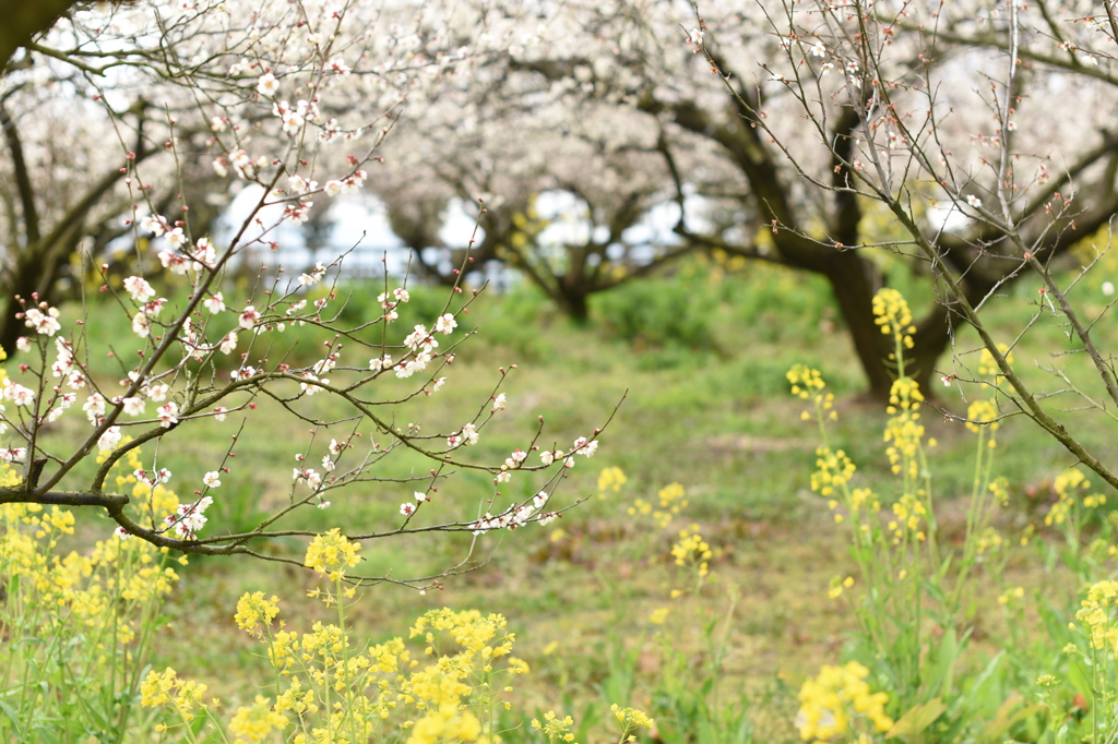 菜の花といっしょに♪　①