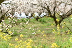 菜の花といっしょに♪　①