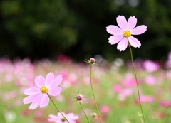 秋桜～風に揺れて