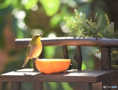 木陰でブランチ♪