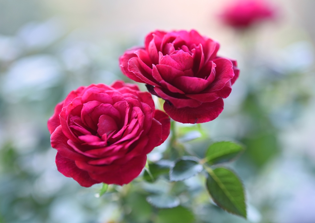 赤い薔薇