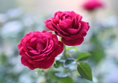 赤い薔薇